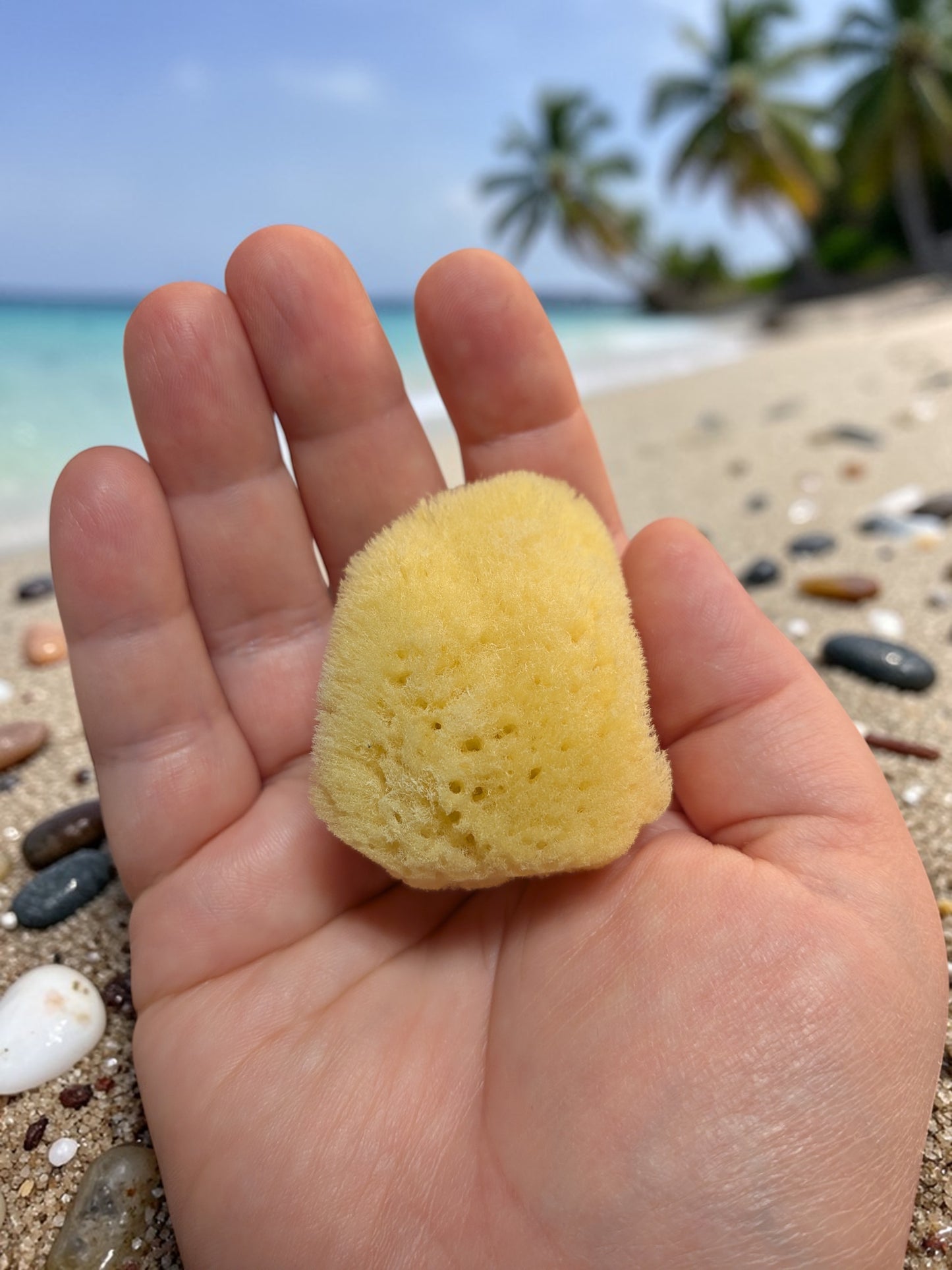 Luonnonpesusieni (merisieni)