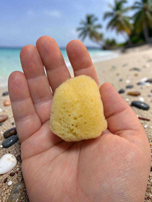 Luonnonpesusieni (merisieni)